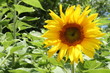 Wide open sunflower in bright daylight..