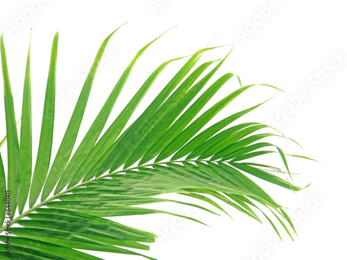 palme sur fond blanc palme sur fond blanc