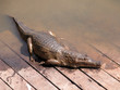 cocodrillo in amazzonia