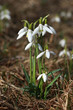 perce-neige - galanthus nivalis - pyrenees orientales