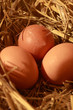 oeufs frais - poules - pyrenees orientales