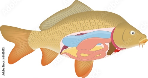 carp anatomy