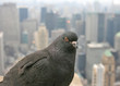 jungle urbaine jungle urbaine