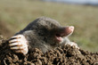 black mole