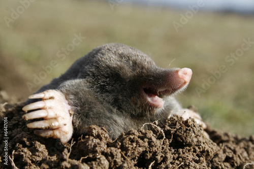 Foto: black mole black mole