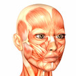 Human Anatomy - Face Human Anatomy - Face