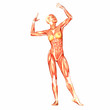 Human Anatomy