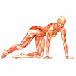 Human Anatomy