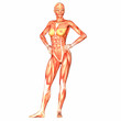 Human Anatomy Human Anatomy