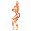 Human Anatomy