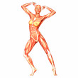 Human Anatomy