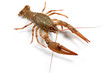 Crawfish