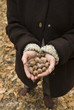 oak, acorns