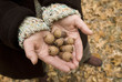 acorns