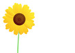 single sunflower single sunflower