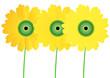 three sunflowers three sunflowers