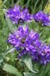 campanule agglomérée - campanula glomerata - pyrenees orientales