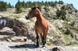 cheval merens - pyrenees orientales