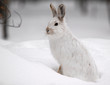 Snowshoe Hare