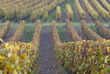 Vignoble, Saumur, Maine et Loire Vignoble, Saumur, Maine et Loire