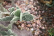 succulente sammlung-Zurigo/Zürich-CH