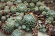 succulente sammlung-Zurigo/Zürich-CH