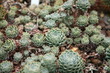 succulente sammlung-Zurigo/Zürich-CH