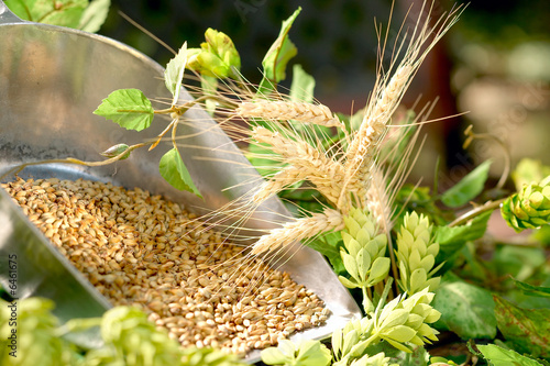 Hopfen Malz und Gerste