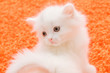 Portrait of little white cat at orange carpet