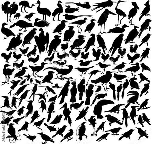 vector silhouettes of birds