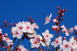 Photo: Apple blossoms in early spring. Shot in Larkspur, California. Apple blossoms in early spring. Shot in Larkspur, California.