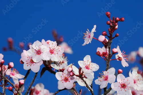 Photo: Apple blossoms in early spring. Shot in Larkspur, California. Apple blossoms in early spring. Shot in Larkspur, California.