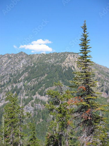 Photo: mountain tree mountain tree