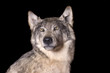 Taxidermy mount of a North American coyote, i