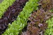 salades