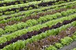 salades