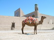 Un chameau à Khiva