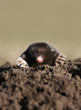 Foto: black mole black mole