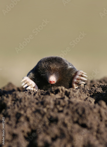 Photo: black mole black mole