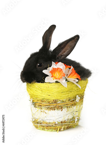 Photo: black rabbit in basket black rabbit in basket