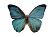blue morpho butterfly on a white background