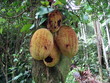 Jack Fruit