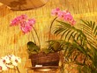 Orchideen