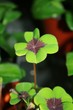 Good Luck
