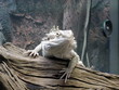 Iguane et Sauterelle  
