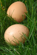 eggs in field of grass