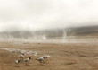 Geysers désert d'atacama