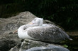 Pelican - Singapore Zoo, Singapore