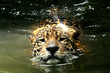 Leopard in Natural Habitat