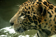 Leopard in Natural Habitat